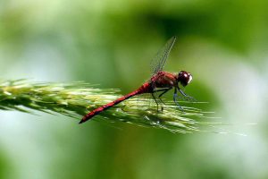 Dragonfly photo: a red dragonfly sitting on the end of a wheat stalk.