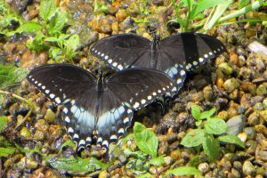 Butterfly photo: two spicebush butterflies sitting together on the vegetation.