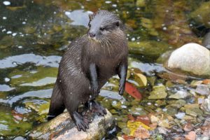 An otter standing on a rock