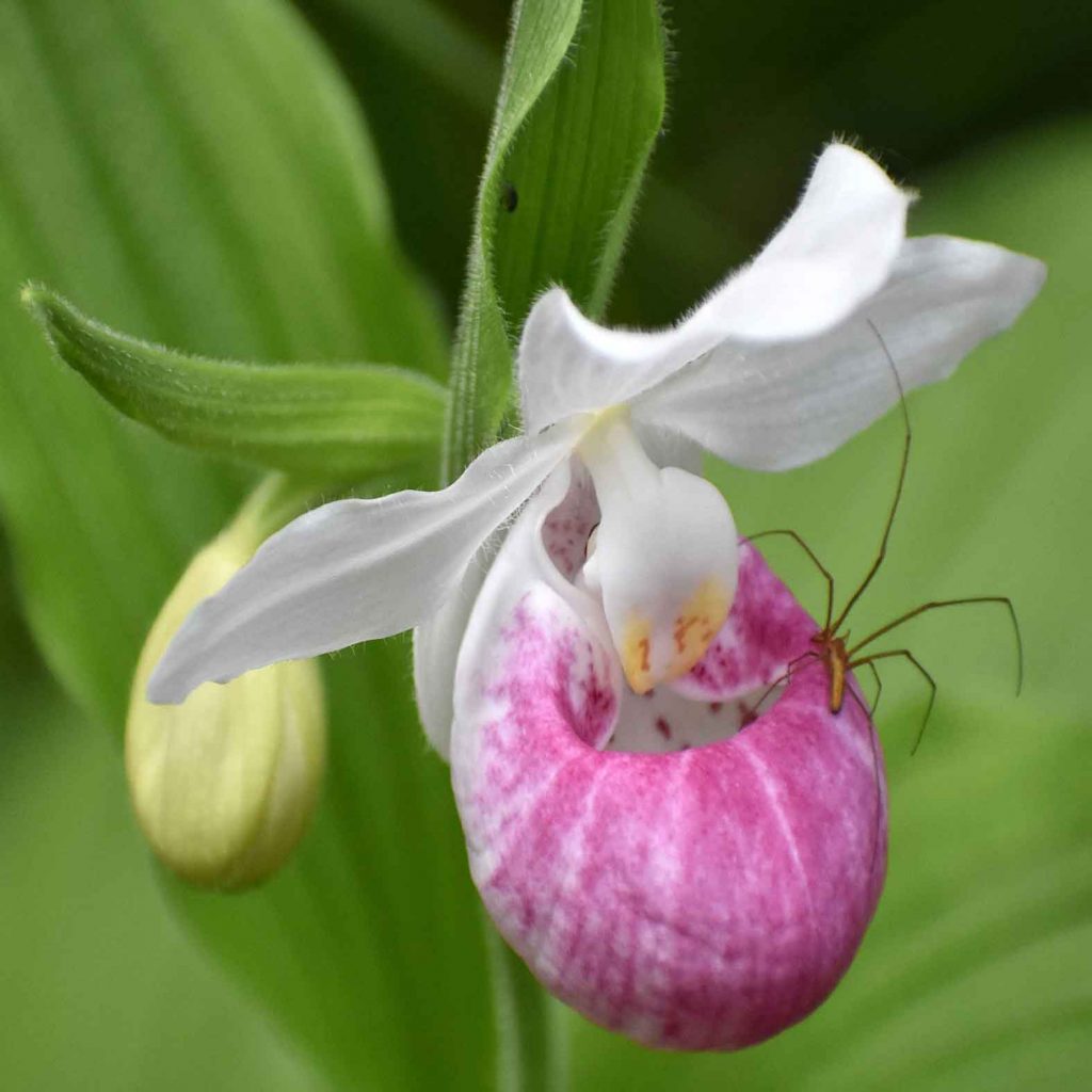 Spider on Orchid
