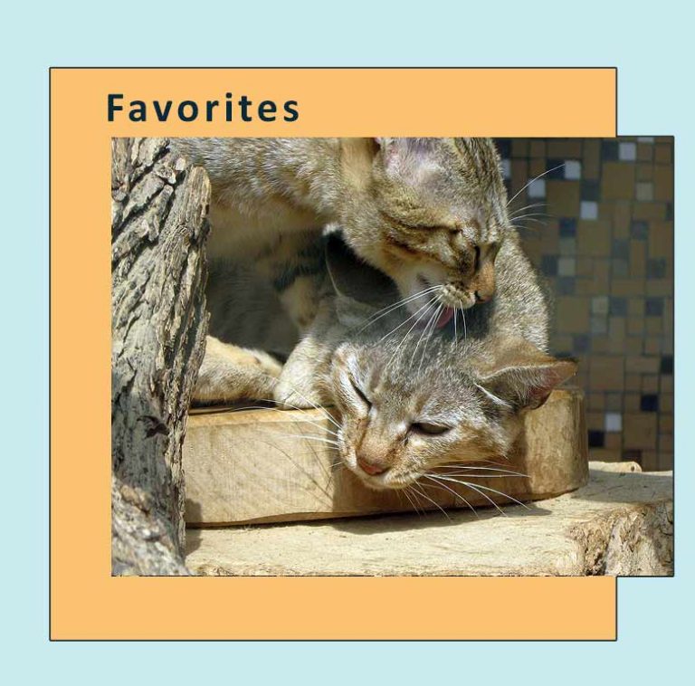 Two cats -Promo photo for Favorites pages