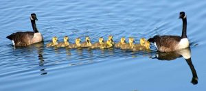 Goose photo: 11 goslings in a row with a goose/gander at either end.