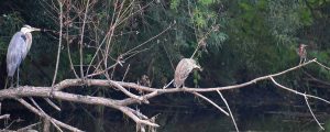 Heron photo: three different herons on one branch.