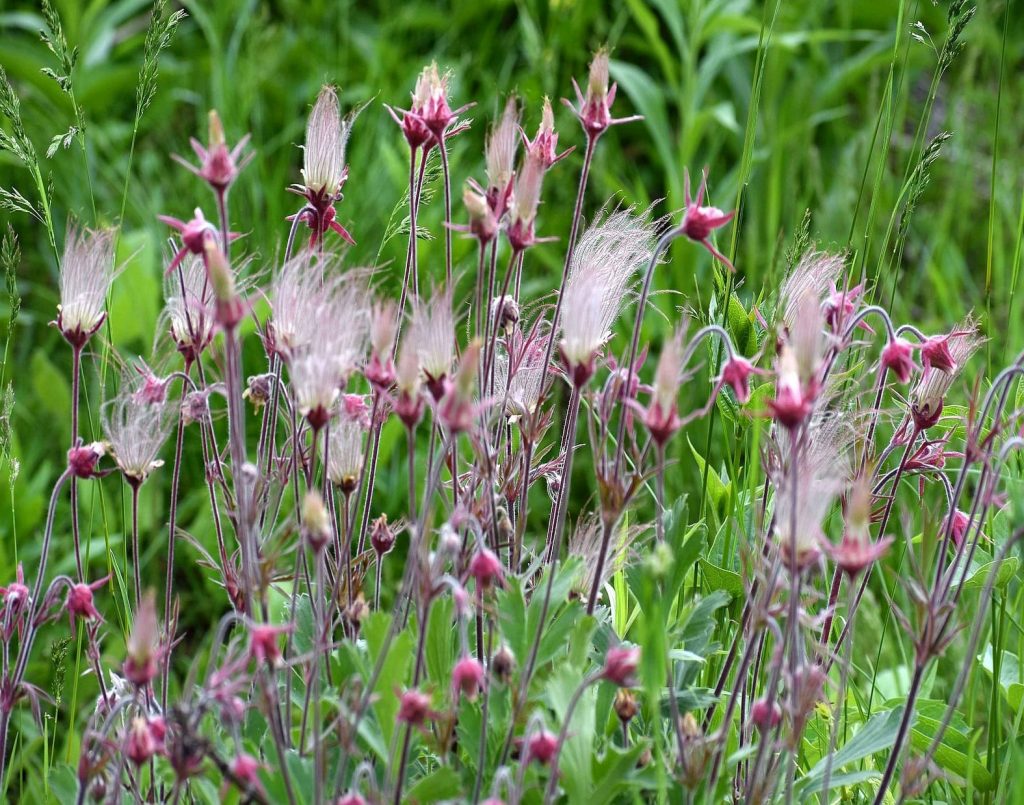 Prairie Smoke flowers going to seed