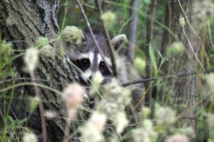 Raccoon photo: a raccoon peers through the branches of a tree