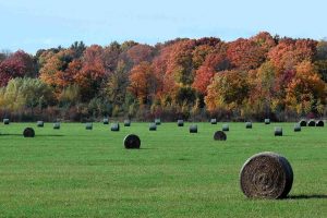 Field with round hay bales; trees with colorful fall foliage in background