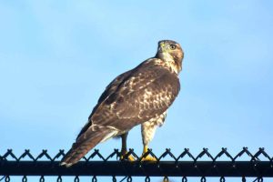 Hawk photo: an immature red tailed hawk sitting on the fence