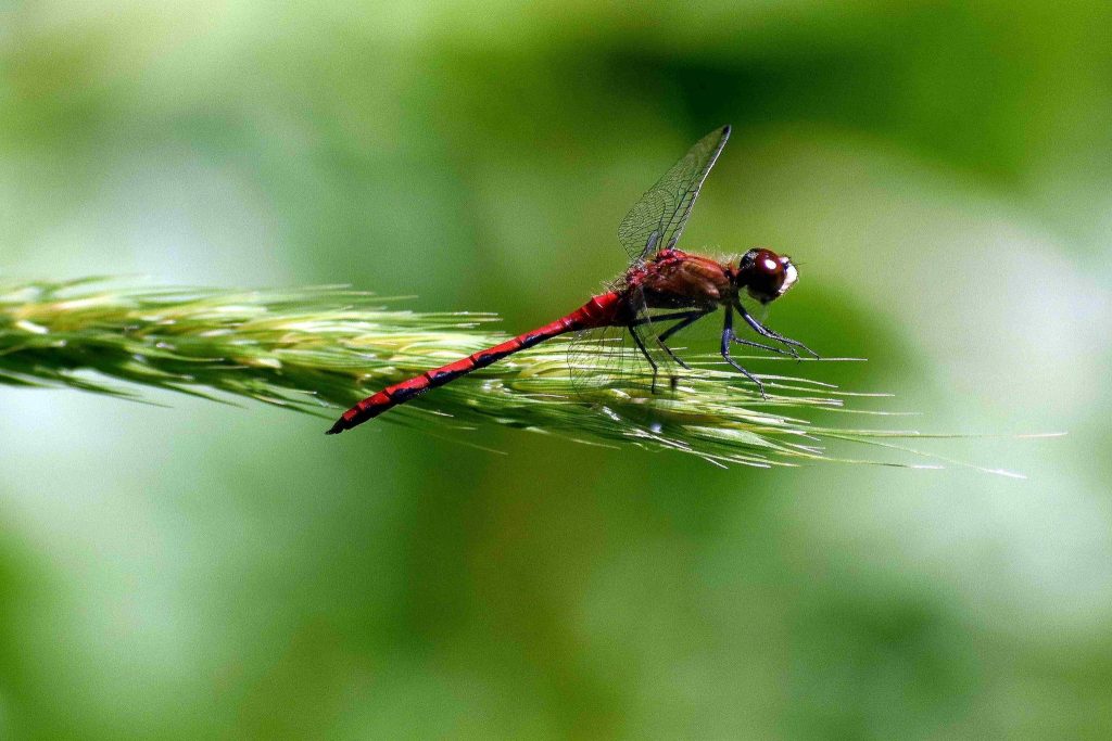Red dragonfly sitting on wheat