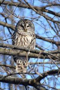 Owl photo: a barred owl sitting on a branch with blue sky in the background.