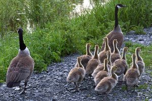 Goose photo: 11 goslings folling their mother, with father nearby.