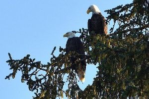 Bald eagle photo: two bald eagles sitting in a tree, both facing left.