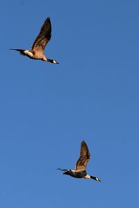 Goose photo: two Canada geese flyin, one high, one low.