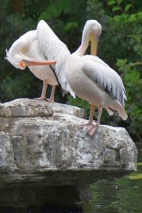 Pelican photo: 2 pelicans preening, standing on a rock.