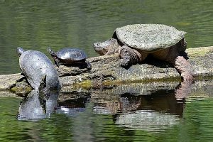 Turtle photo: a Blanding's Turtle, Painted Turtle, and Snapping Turtle, all on one log
