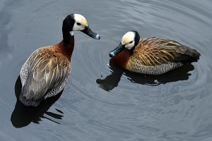 Duck photo: two ducks with white faces are facing each other in shallow water.