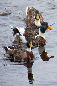 Duck photo: three hybrid ducks swimming.