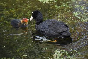 A coot feeding its chick in the water