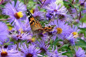 Butterfly photo: a painted lady butterfly sitting on wild purple asters