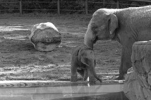 Elephant photo: mother elephant and baby