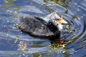 Coot photo: a baby coot, called a cootie, is swimming to the right.