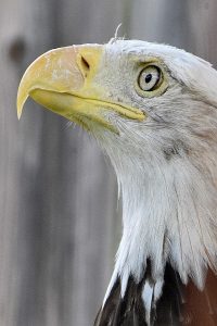 Bald eagle photo: a close up head shot of a bald eagle.
