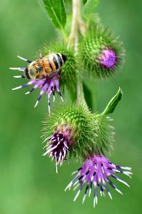 A thistle hanging down with a bee on the top left flower