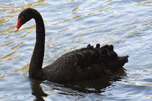 Swan photo: a black swan floating left.