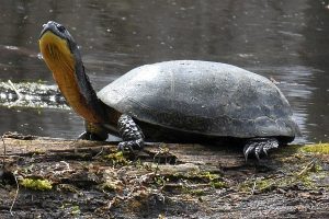 Turtle photo: a Blanding's Turtle sitting on a log, with neck reaching up