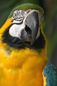 Blue and Gold Macaw photo: he is squawking, and is almost face-on.