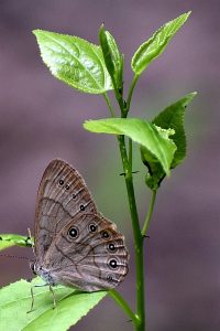 Butterfly photo: a brown butterfly sitting on a green leaf
