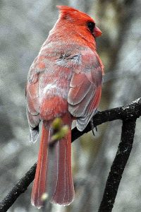 Cardinal photo: the back of a male cardinal.