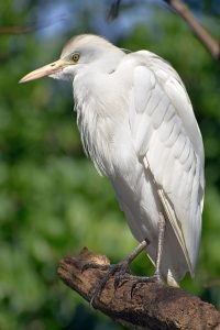Cattle egret photo: a cattle egret standing on a large branch, looking left.