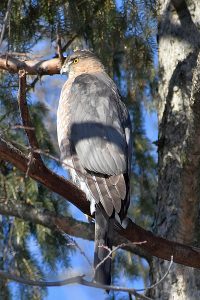 Hawk photo: Cooper's hawk, facing left, stting on a branch in a tree.
