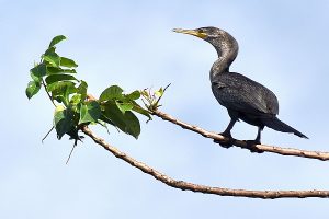 Cormorant photo: a cormorant is perched on a branch, facing left.