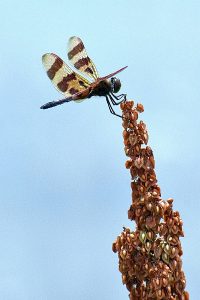 Dragonfly photo: A skimmer dragonfly perched up high.