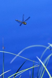 Dragonfly with blue sky