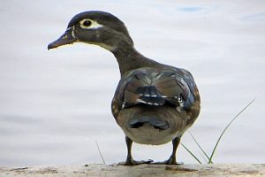Duck photo: a female wood duck getting ready to jump of a small ledge.