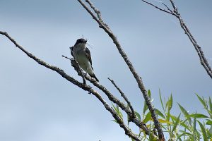 Eastern kingbird photo: an Eastern kingbird sitting on a branch with an insect in its mouth.
