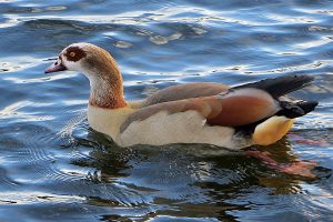 Goose photo: an Egyptian goose swimming left.