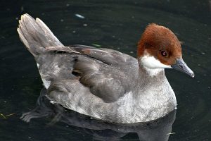 Duck photo: a female smew , a small diving duck, is swimming right.