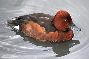 Duck photo: a ferruginous duck swimming right.