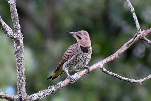 Flicker photo: A flicker sitting on a branch and looking left over its shoulder.