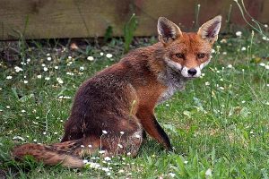 Fox photo: a red fox sitting in grass