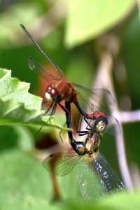 Dragonfly photo: two drangonflies having fun.