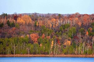 Landscape photo: beautiful fall trees.