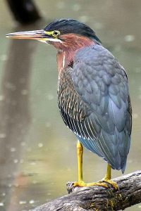 Green heron photo: close up of a green heron standing on a log, facing left.