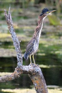 Green heron photo: a green heron standing very tall on a dead tree, facing right.