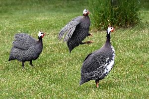 Guinea hen photo: three guinea hens, one is jumping and seems to be kicking.