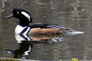 Duck photo: a hooded merganser is a large sea duck, and this male is swimming left.
