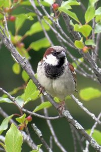 Sparrow photo: a house sparrow sitting on a small branch and facing you.